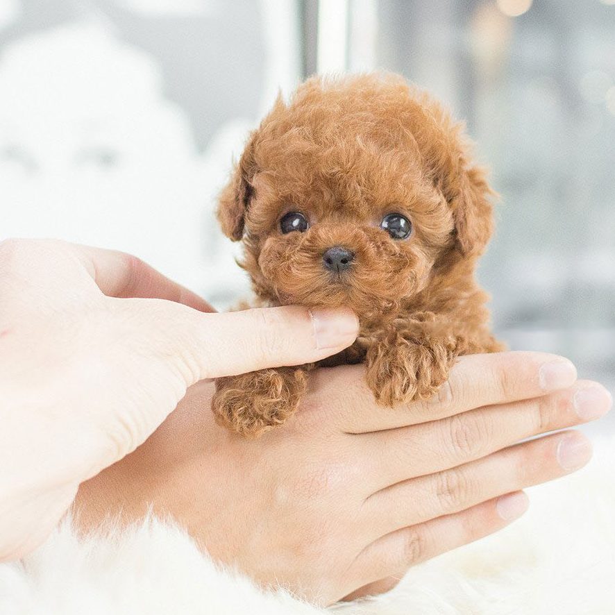 【OFFICIAL STORE】🐶Nico - Luckysong™ My Realistic Robot Puppy (Limited Time Last Day Offer)