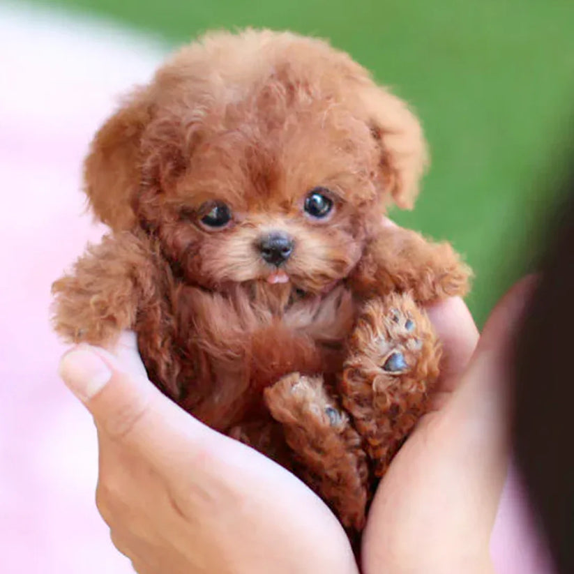 【Official Store】 🐾 NICO - Yovot™ The Ultimate Realistic Robot Puppy (Last Day to Save Big!)