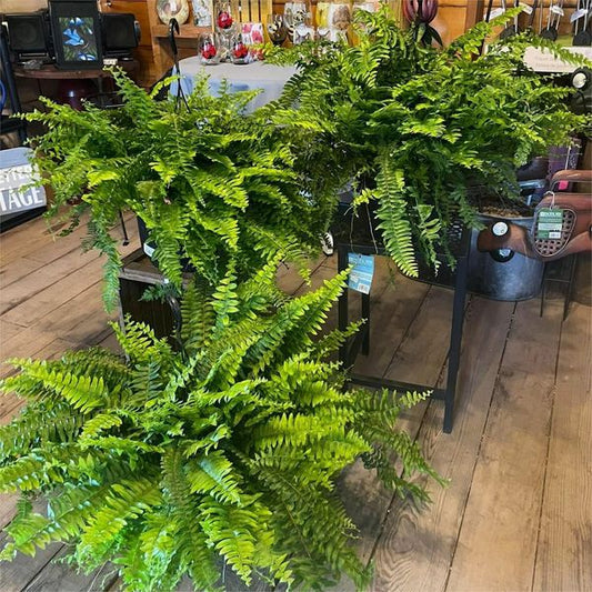 Last Day Discount：75% OFF UV Resistant Lifelike Artificial Boston Fern 🪴